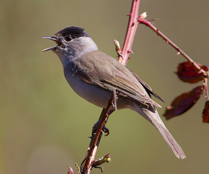 Зэржигэнэ (Черноголовая славка) 